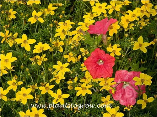 Bidens Peters Gold Carpet with Petunia Easy Wave Coral Reef